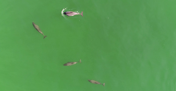 Porpoises seen from drone