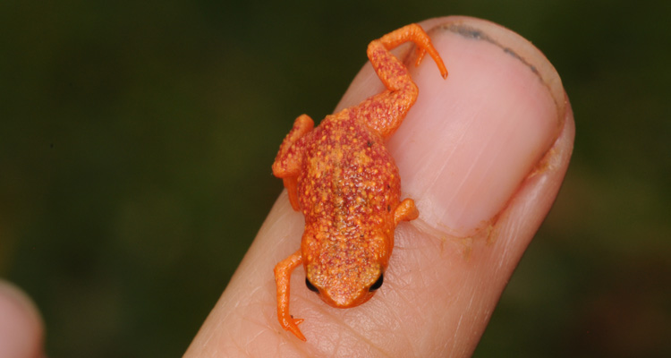 Poisonous orange mini-frogs discovered in Brazilian forest
