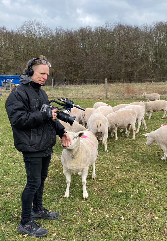 Man filming sheep for TeleGraft documentary