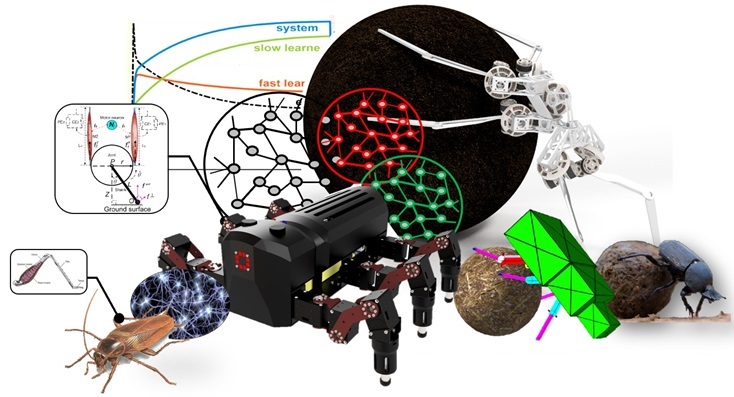 Bio-Inspired Robotics And Embodied Neurorobotics